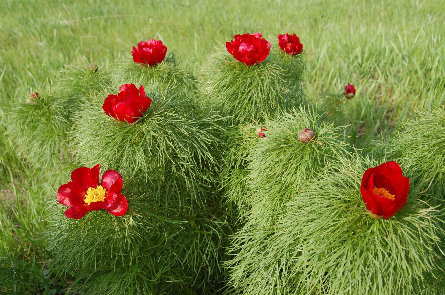 20 Seeds Paeonia Tenuifolia Fernleaf Peony Bonsai Flower Seeds Fresh Seeds