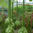 20 Seeds Long Handle Dipper Gourd Seeds Fresh Seeds