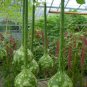 20 Seeds Long Handle Dipper Gourd Seeds Fresh Seeds