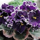 100 Seeds African Violet Mixed Varieties Saintpaulia Ionantha Seeds Fresh Seeds