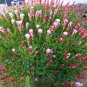200 Seeds Oxalis Versicolor Candy Cane Sorrel Seeds Fresh Seeds
