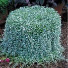 200 Seeds Dichondra Repens Silver Falls Ground Cover Bonsai Seeds Fresh Seeds