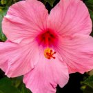 40 Seeds Heirloom Hibiscus Moscheutos Mixed Colors Fresh Seeds