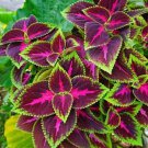 40 Seeds Kong Red Giant Coleus Herb Seeds Fresh Seeds