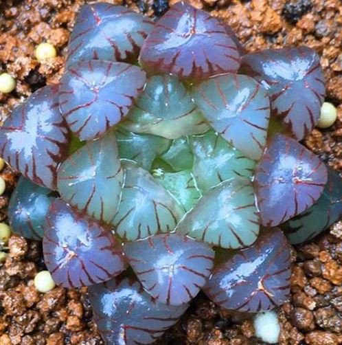 10 Seeds Haworthia Obtusa Red Milky White Succulent Seeds Fresh Seeds