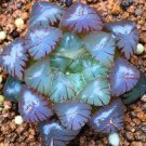 10 Seeds Haworthia Obtusa Red Milky White Succulent Seeds Fresh Seeds