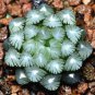 10 Seeds Haworthia Obtusa Red Milky White Succulent Seeds Fresh Seeds