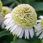 400 Seeds Milky White Echinacea Perennial Flower Seeds Fresh Seeds