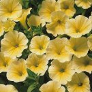 400 Seeds Sunrise Cascading Trails Yellow Petunia Hybrid Seeds Fresh Seeds