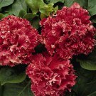 400 Seeds Red Double Valentine Pelleted Petunia Seeds Fresh Seeds