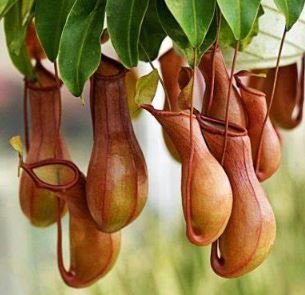 200 Seeds Enchantress Carnivorous Bonsai Flower Seeds Fresh Seeds