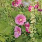 40 Seeds Rare Althaea Rosea Pink Hollyhock Compact Flower Seeds Fresh Seeds