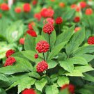 12 Seeds Chinese/Korean Panax Ginseng Plant Seeds Fresh Seeds