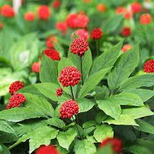 12 Seeds Chinese/Korean Panax Ginseng Plant Seeds Fresh Seeds