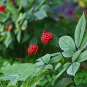 12 Seeds Chinese/Korean Panax Ginseng Plant Seeds Fresh Seeds