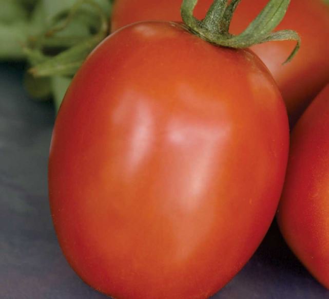 200 Seeds SuperSauce Hybrid Tomato Seeds Fresh Seeds