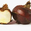 60 Seeds Chinese Water Chestnut Seeds Fresh Seeds