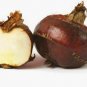 60 Seeds Chinese Water Chestnut Seeds Fresh Seeds