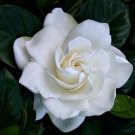 40 Seeds Gardenia Jasminoides White Shrub Flower Seeds Fresh Seeds