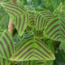 200 Seeds Rare Bat Grass Bonsai Christia Vespertilionis Seeds Fresh Seeds
