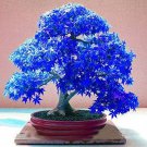 40 Seeds Maple Tree Palatum Bonsai Seeds Fresh Seeds