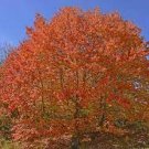 40 Seeds Northern Sugar Acer Japanese Maple Tree Seeds Fresh Seeds