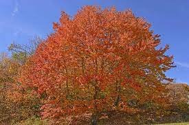 40 Seeds Northern Sugar Acer Japanese Maple Tree Seeds Fresh Seeds