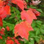 40 Seeds Northern Sugar Acer Japanese Maple Tree Seeds Fresh Seeds