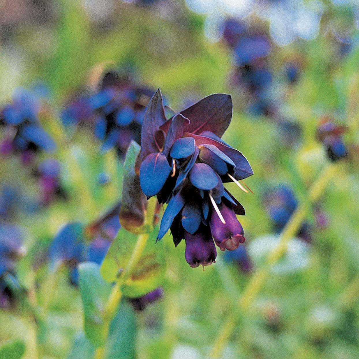 40 Seeds Honeywort Blue Shrimp Plant Seeds Fresh Seeds