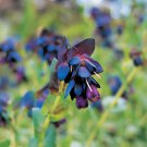 40 Seeds Honeywort Blue Shrimp Plant Seeds Fresh Seeds