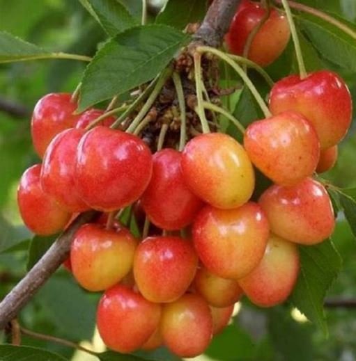 40 Seeds Rainier Cherry Stratified Tree Seeds Fresh Seeds