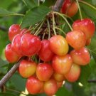 40 Seeds Rainier Cherry Stratified Tree Seeds Fresh Seeds