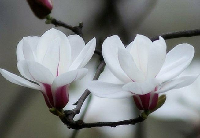 20 Seeds White Yulan Magnolia Tree Seeds Fresh Seeds