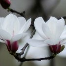 20 Seeds White Yulan Magnolia Tree Seeds Fresh Seeds