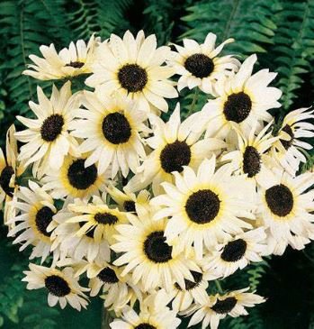 40 Seeds Italian White Sunflower Seeds Fresh Seeds