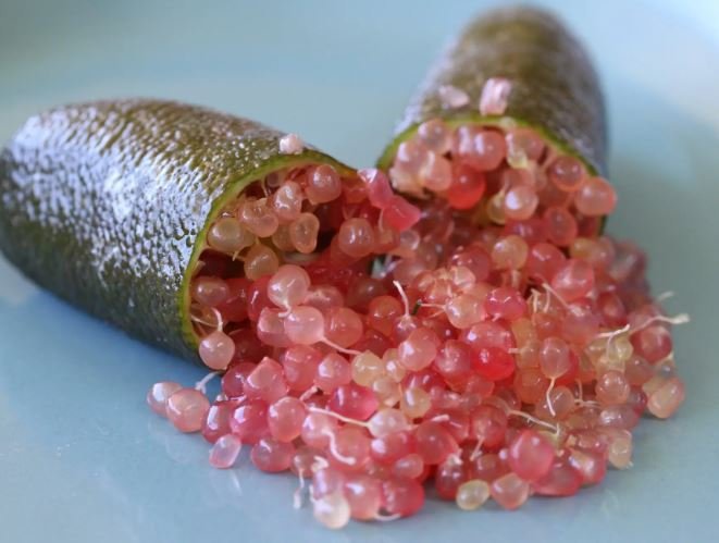 20 Seeds Imported Pink Bliss Finger Lime Plant Seeds Fresh Seeds