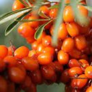 40 Seeds Sea Buckthorn Shrub Seeds Fresh Seeds