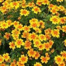 200 Seeds Tagetes Tenuifolia Signet Marigold Gem Mixed Seeds Fresh Seeds