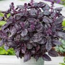200 Seeds Purple Sweet Basil with Giant Leaves Seeds Fresh Seeds