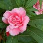50 Seeds Pink Camellia Impatiens Seeds Fresh Seeds