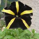 200 Seeds Black Yellow Playmates Petunia Flower Seeds Fresh Seeds