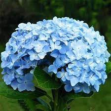30 Seeds Rare Blue Hydrangea Bonsai Flower Seeds Fresh Seeds
