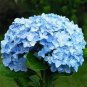 30 Seeds Rare Blue Hydrangea Bonsai Flower Seeds Fresh Seeds