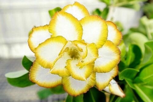 4 Seeds 'Chizi' Adenium Whitish Transparent Double Flowers with Yellow Stripes Seeds Fresh Seeds