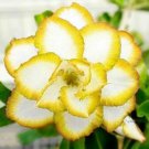 4 Seeds 'Chizi' Adenium Whitish Transparent Double Flowers with Yellow Stripes Seeds Fresh Seeds