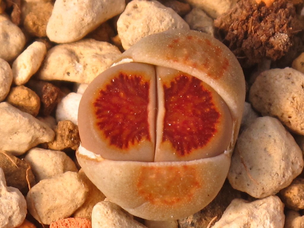 20 Seeds Lithops Julii 'Kosogyoku' Succulent Seeds Fresh Seeds
