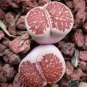 20 Seeds Lithops Julii 'Kosogyoku' Succulent Seeds Fresh Seeds