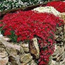 1000 Seeds Creeping Thyme Bonsai or Blue Rock Cress Plant Seeds Fresh Seeds