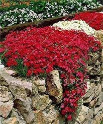 1000 Seeds Creeping Thyme Bonsai or Blue Rock Cress Plant Seeds Fresh Seeds