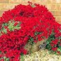 1000 Seeds Creeping Thyme Bonsai or Blue Rock Cress Plant Seeds Fresh Seeds
